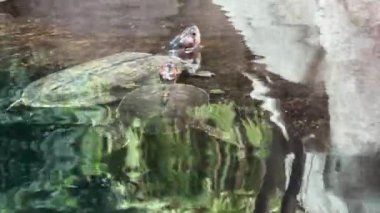 Turtle underwater. The world of animals. Relaxing stock video footage. 