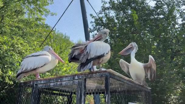 Group Pelicans Sunny Day Relaxing Stock Video Footage — Αρχείο Βίντεο