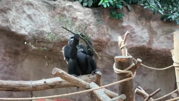 Gorilla Walking Fresh Branch Relaxing Stock Video Footage — ストック動画