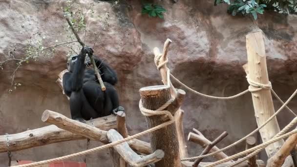 Gorilla Walking Fresh Branch — Video