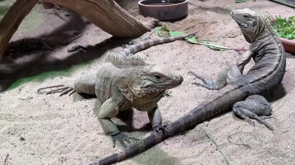 Cuban Ground Iguana World Animals — Stok video