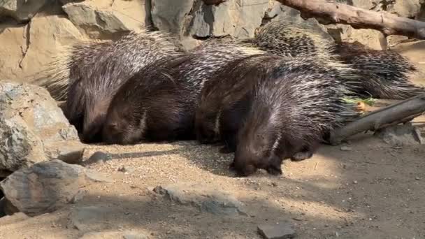 Porcupines Eat Great Appetite Relaxing Stock Video Footage — Αρχείο Βίντεο