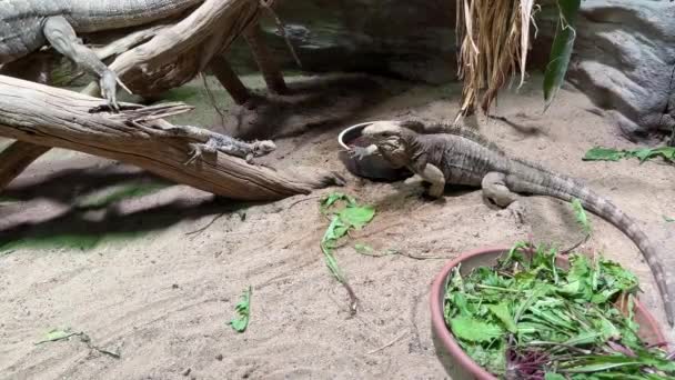 Cuban Ground Iguana World Animals Relaxing Stock Video Footage — Αρχείο Βίντεο