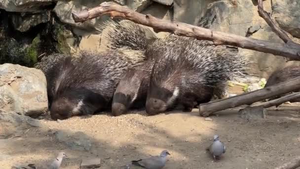 Porcupines Eat Great Appetite — Stockvideo