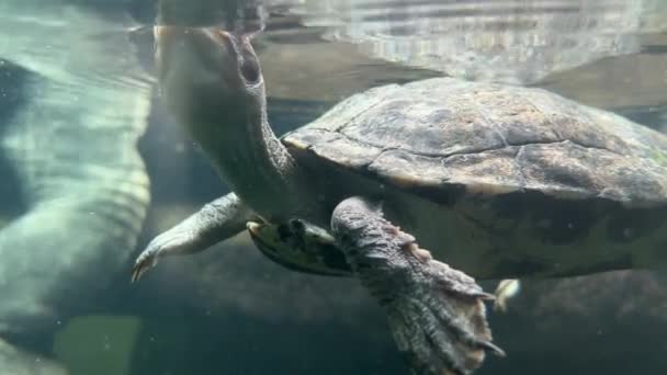 Turtle Underwater World Animals Relaxing Stock Video Footage — Vídeo de stock