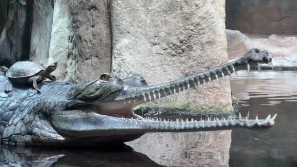 Portrait Crocodile Its Mouth Open Macro Shot Crocodile Head — стоковое видео