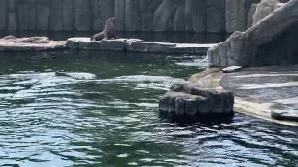 Cape Fur Seals Seal Swims Beautifully Water — Vídeo de Stock