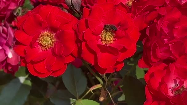 Bee Sits Beautiful Rose Bees Flowers — Vídeo de Stock
