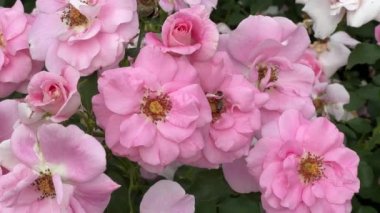 Very beautiful roses. Flowers. Relaxing stock video footage. 