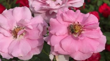 Very beautiful roses. Flowers. Relaxing stock video footage. 