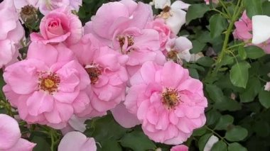 Very beautiful roses. Flowers. Relaxing stock video footage. 