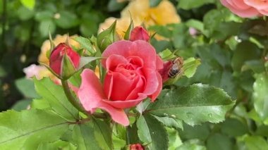 Very beautiful roses. Flowers. Relaxing stock video footage. 