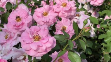 Very beautiful roses. Flowers. Relaxing stock video footage. 