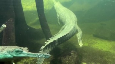 Two crocodiles underwater close-up. Crocodile swims with open eyes. Stock video footage. 4K