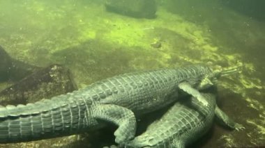 Gharial swims with open eyes. Crocodile eye.