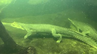 Two crocodiles underwater close-up. Crocodile swims with open eyes. Stock video footage. 4K