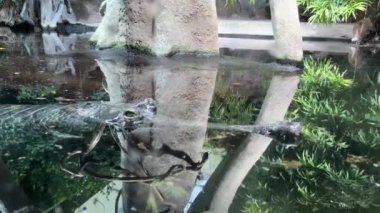 Close-up of the crocodile's gaze. Crocodile swims with open eyes. Crocodile eye. Stock footage. 4K
