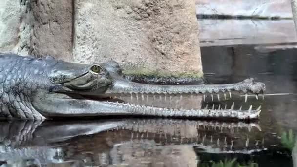 Porträt Eines Krokodils Mit Offenem Maul Makroaufnahme Eines Krokodilkopfes — Stockvideo
