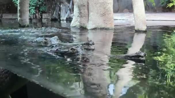 Gharial Swims Open Eyes Crocodile Eye — Stok video
