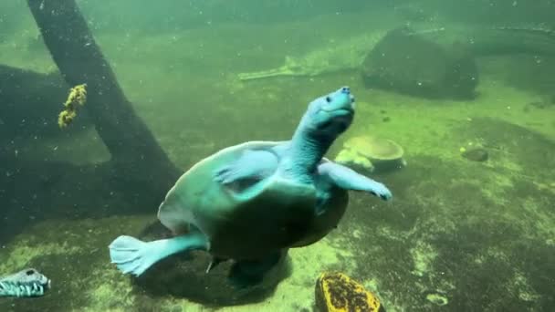 Turtle Swimming Underwater World Animals Relaxing Stock Video Footage — стоковое видео
