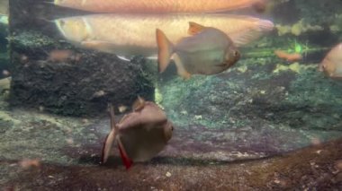 Amazingly beautiful fish. Wonderful fish swim underwater. Stock video footage. 4K.