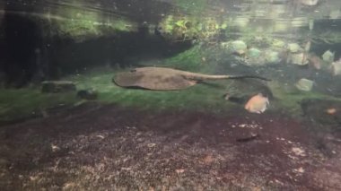 Amazingly beautiful fish. Wonderful fish swim underwater. Stock video footage. 4K.