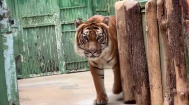 A powerful tiger close-up. The gaze of a tiger. Eye of the tiger. Beautiful and calm tiger. The world of animals. Completely unflappable and self-confident. Relaxing stock video footage. 