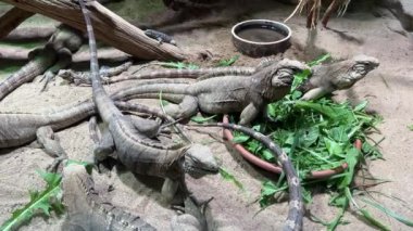 Cuban ground iguana. The world of animals. Relaxing stock video footage. 