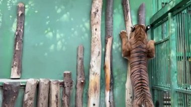 Tiger walks and plays.