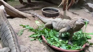 Cuban ground iguana. The world of animals. Relaxing stock video footage. 