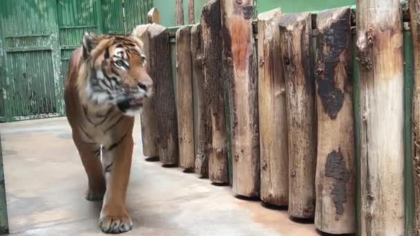 Powerful Tiger Close Gaze Tiger Eye Tiger Grin Tiger Grin — Stock Video