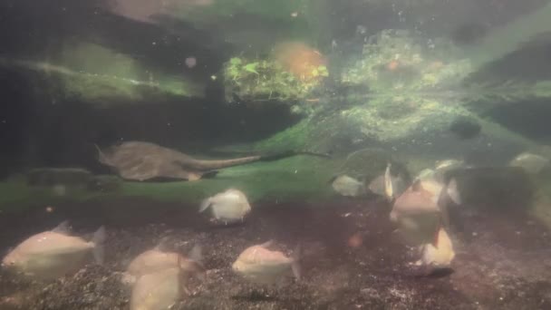 Erstaunlich Schöne Fische Wunderbare Fische Schwimmen Unter Wasser Archivieren Sie — Stockvideo