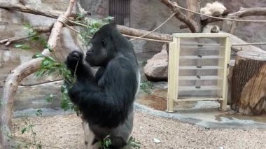 Gorilla eats and looks. Gorilla eyes. Gorilla look. The world of animals. Relaxing stock video footage. 