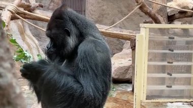 Gorilla eats and looks. Gorilla eyes. Gorilla look. The world of animals. Relaxing stock video footage. 