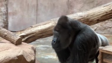 Gorilla eats and looks. Gorilla eyes. Gorilla look. The world of animals. Stock video footage. 