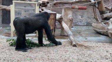 Gorilla eats and looks. Gorilla eyes. Gorilla look. The world of animals. Relaxing stock video footage. 