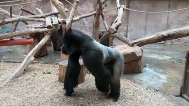 Gorilla eats and looks. Gorilla eyes. Gorilla look. The world of animals. Relaxing stock video footage. 