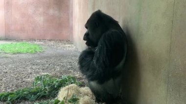 Gorilla eats and looks. Gorilla eyes. Gorilla look. The world of animals. Relaxing stock video footage. 