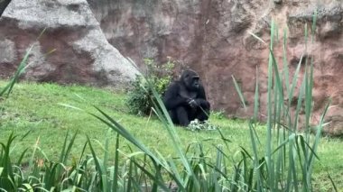 Gorilla eats and looks. Gorilla eyes. Gorilla look. The world of animals. Relaxing stock video footage. 