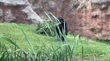 Gorilla eats and looks. Gorilla eyes. Gorilla look. The world of animals. Relaxing stock video footage. 