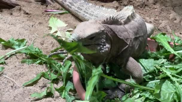 Cuban Ground Iguana World Animals Relaxing Stock Video Footage — стокове відео