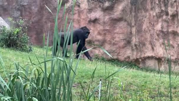 Gorilla Eats Looks Gorilla Eyes — Vídeo de stock