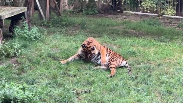 タイガーは歩き 強力な虎のクローズアップ 虎の視線 虎の目 虎の笑顔 トラを育てる タイガー プロフィール タイガーは緑の芝生の上で休んでいる 美しく穏やかな虎 — ストック動画