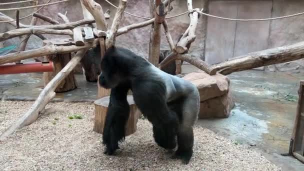 Gorilla Eats Looks Gorilla Eyes Gorilla Look World Animals Relaxing — Vídeo de Stock