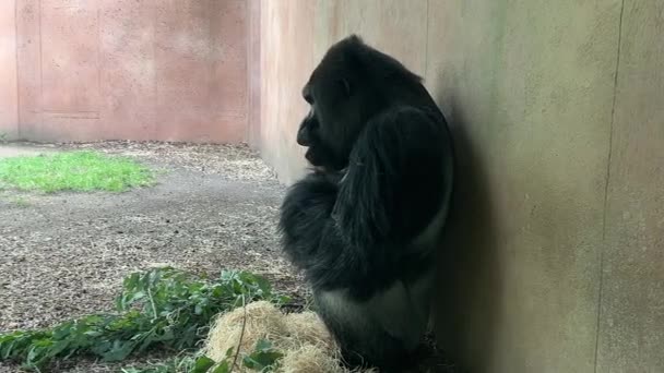 Gorilla Eats Looks Gorilla Eyes Gorilla Look World Animals Relaxing — Vídeo de stock