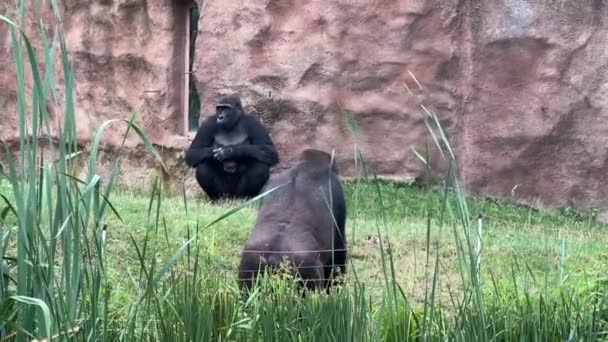 Gorilla Eats Looks Gorilla Eyes Gorilla Look World Animals — Stockvideo
