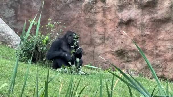 Gorilla Eats Looks Gorilla Eyes — Stock video