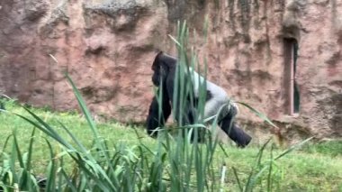 Gorilla eats and looks. Gorilla eyes. Gorilla look. The world of animals. Stock video footage. 