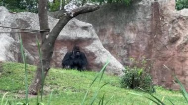 Gorilla eats and looks. Gorilla eyes. Gorilla look. The world of animals. Relaxing stock video footage. 