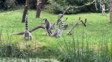 Funny ring-tailed lemurs. Lemur with raised tail. Stock video clip. 4K